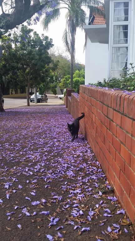 Talyllyn Apartment Durban Exterior photo